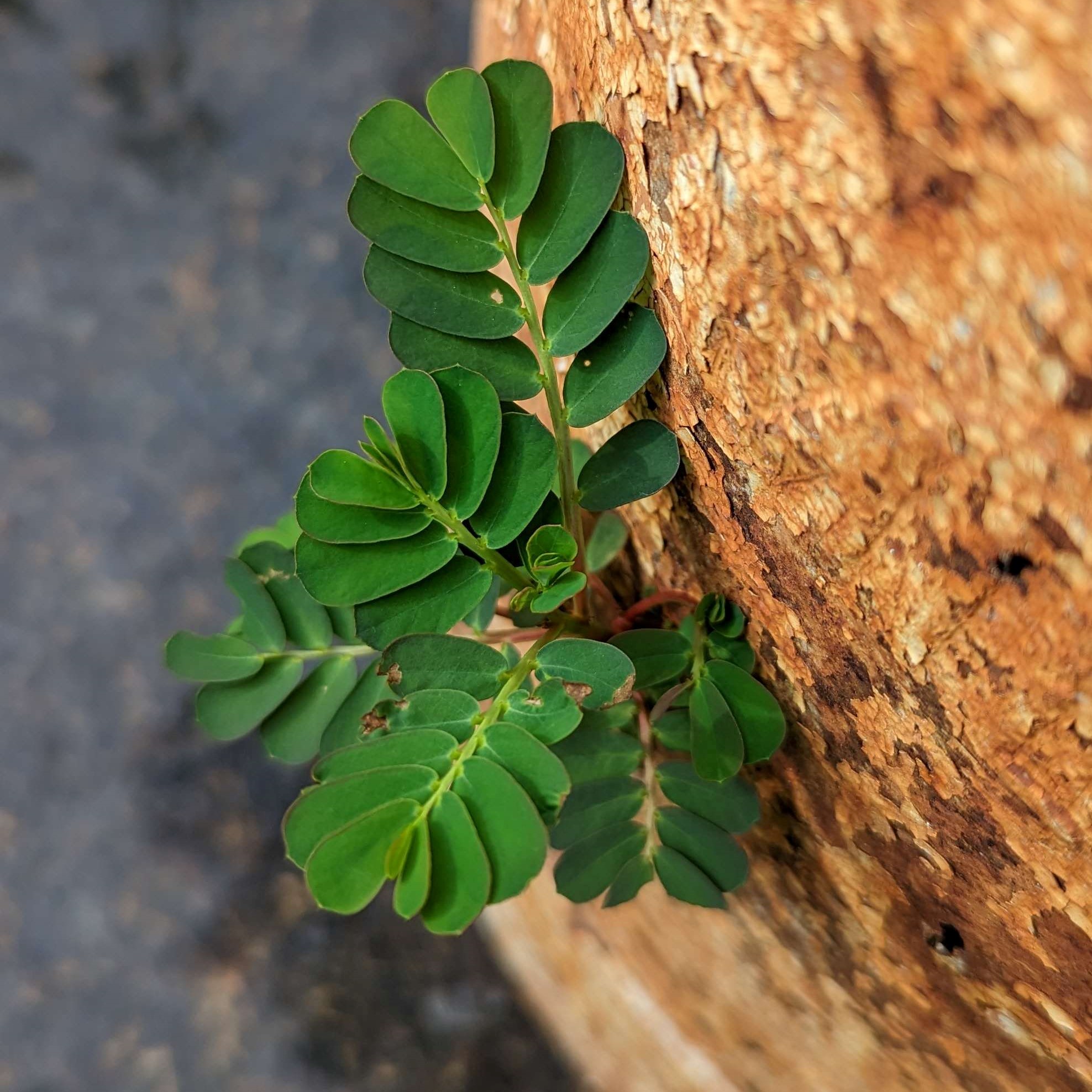 Picture of Phyllanthus urinaria